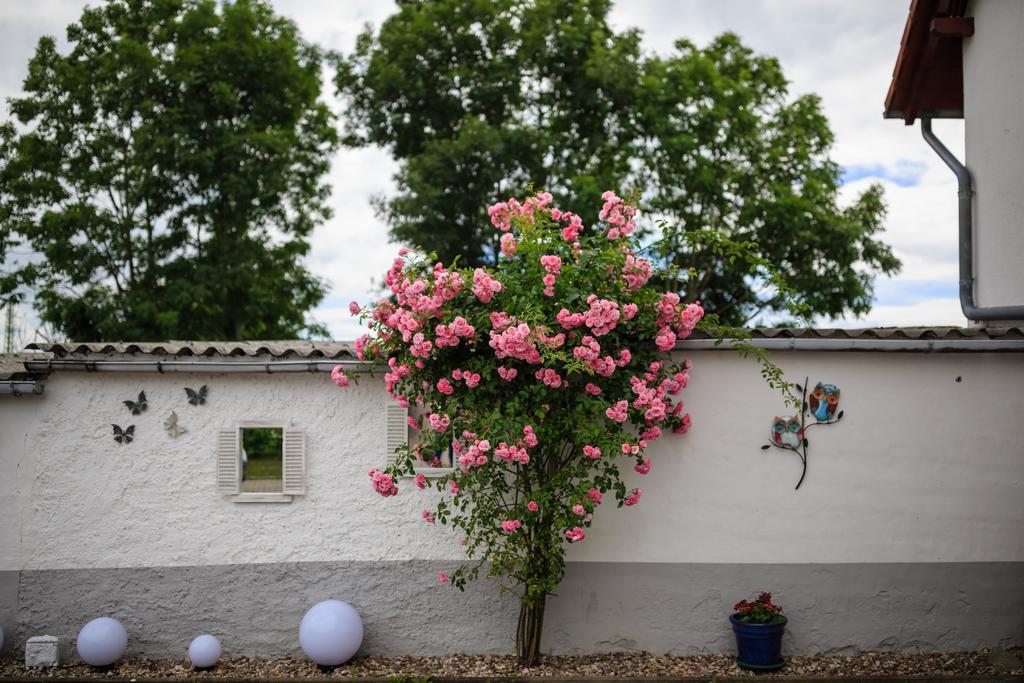 Hotel-Pension Am Rosarium Sangerhausen Exteriér fotografie